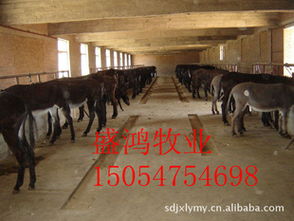 供應(yīng) 小驢 育肥驢養(yǎng)殖技術(shù)山東盛鴻牧業(yè)