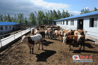 繁峙縣決戰決勝脫貧摘帽工作紀實