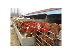 肉牛價格湖54南肉牛養殖基地肉牛肉羊養殖場