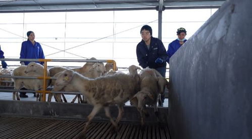 聚力 三個年 奮進 十四五 咩咩咩 全國單體最大的湖羊養殖基地上線