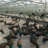 遼寧孔雀養殖基地