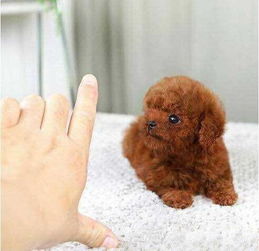 重慶養(yǎng)殖基地直銷泰迪犬及其它幼犬 專業(yè)服務(wù)，貼心保障