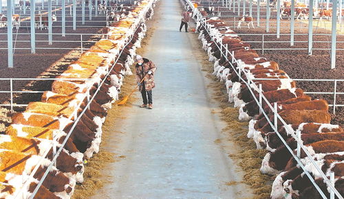 安徽經(jīng)濟(jì)持續(xù)恢復(fù)向好，高質(zhì)量發(fā)展力爭(zhēng)開門紅——養(yǎng)殖基地的轉(zhuǎn)型與貢獻(xiàn)