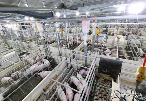 云階牧場(chǎng)生態(tài)豬養(yǎng)殖基地 綠色養(yǎng)殖與生態(tài)和諧的新典范