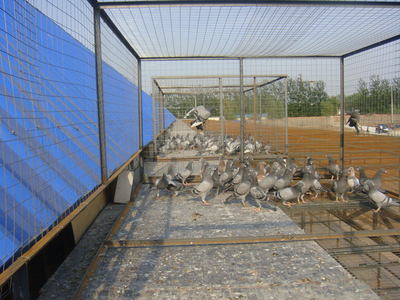 北京御龍翔天信鴿養殖中心相冊——探訪中國信鴿信息網推薦基地