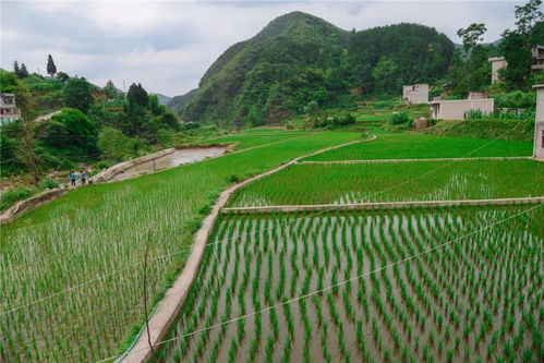 黃平1500斤優質魚苗助力貧困村產業發展，養殖基地迎來新希望