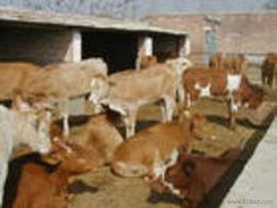 肉牛種牛供應信息與價格指南