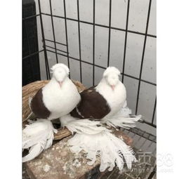 精品元寶鴿種鴿選購(gòu)指南 養(yǎng)殖基地推薦與養(yǎng)殖要點(diǎn)