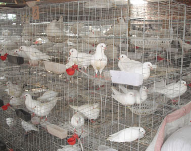 新疆肉鴿養(yǎng)殖場(chǎng)——專業(yè)養(yǎng)殖基地，優(yōu)質(zhì)肉鴿供應(yīng)