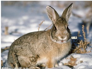 山東野兔養(yǎng)殖基地的發(fā)展與供應(yīng)商角色