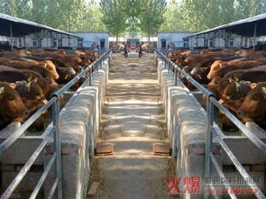 規(guī)模化養(yǎng)殖場(chǎng)的介紹