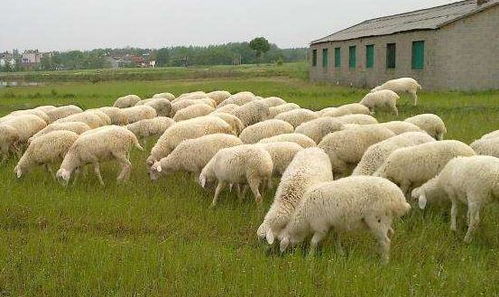 網(wǎng)上賣羊小能手 從湖羊養(yǎng)殖基地到財(cái)富之路