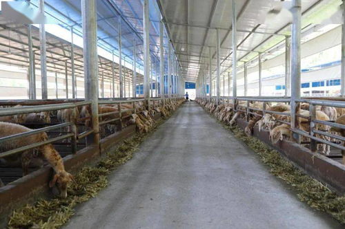 廣西分行227.6億元扶貧貸款助力脫貧攻堅(jiān)，養(yǎng)殖基地成關(guān)鍵抓手