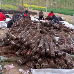 河南金蟬養(yǎng)殖領(lǐng)航者 億鳴金蟬——優(yōu)質(zhì)商家推薦與高清養(yǎng)殖基地實(shí)景