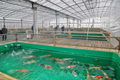 松江錦鯉養(yǎng)殖基地落成 告別“轉(zhuǎn)發(fā)錦鯉”，來(lái)賞真錦鯉