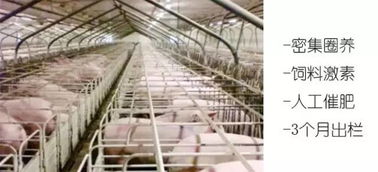 天福山生態(tài)養(yǎng)殖基地 五一特惠眾籌，品味自然跑山黑豬肉