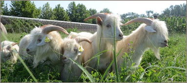 牧遇集團山羊絨養殖基地 專業與可持續的典范
