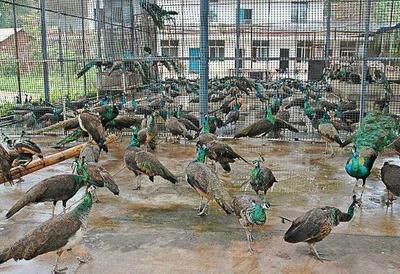 尾翼開散，炫彩斑斕！他為致富和夢想養500多只孔雀