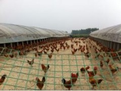 萬源瑤雞養殖基地 特色養殖與產業發展的范例