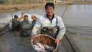 供應濟寧鯉魚養殖基地——濟南槐蔭廣源水產養殖專業合作社歡迎您