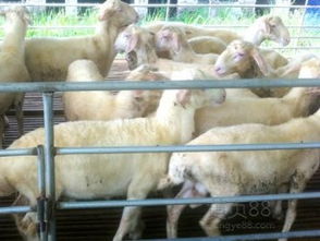 桐鄉崇福湖羊養殖基地 優質湖羊與專業服務并重